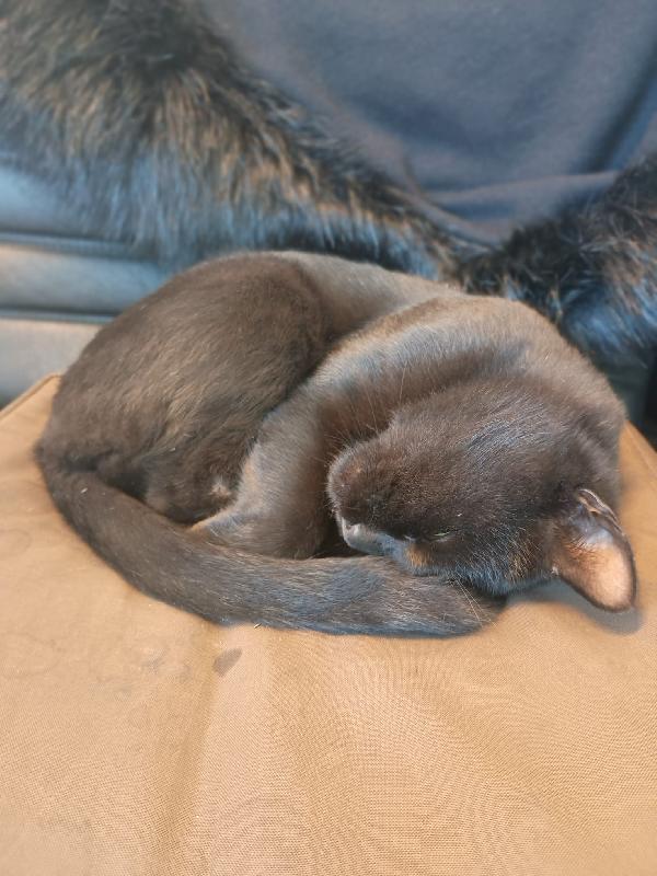 NERONE - gatto di 2 anni Foto 5